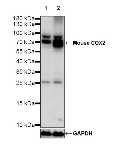 Rabbit Anti-Mouse COX2 Recombinant mAb (S-870-18)