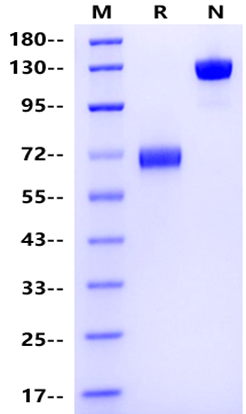 LILRB4/CD85k/ILT3 Fc Chimera Protein, Mouse