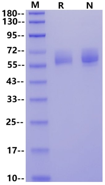 CD98/SLC3A2 His Tag Protein, Human
