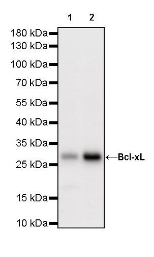 Bcl-xL Recombinant Rabbit mAb (S-487-28)