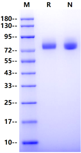 CD36/SR-B3 His Tag Protein, Mouse