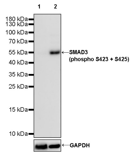 SMAD3 (phospho S423+S425) Recombinant Rabbit mAb (S-541-321)