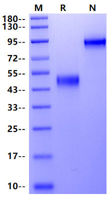 CTLA-4/CD152 Fc Chimera Protein, Rabbit