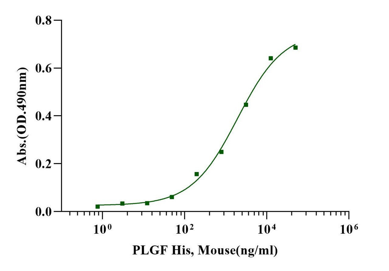 PlGF-2/PLGF/PGF Protein, Mouse