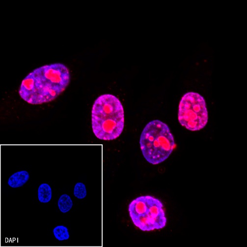 Ki67 Recombinant Rabbit mAb (Alexa Fluor® 555 Conjugate) (SDT-R459)