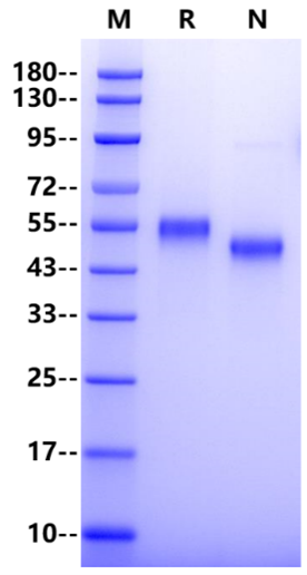 ROR2 Fc Chimera Protein, Human