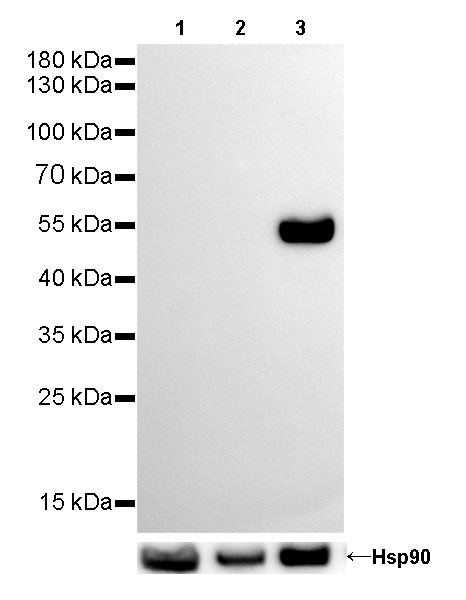 Desmin Recombinant Rabbit  mAb (SDT-109-67)