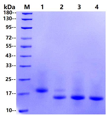 PNGase F