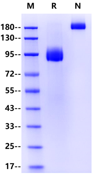 SR-B2/LIMPII Fc Chimera Protein, Human
