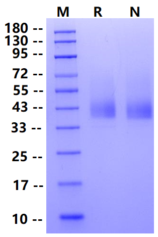 Biotinylated SLAMF7/CRACC/CD319 Avi&His Tag Protein, Human