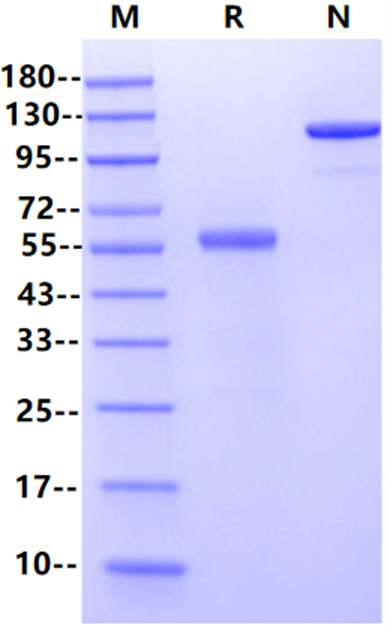 RNF43 mFc Chimera Protein, Mouse