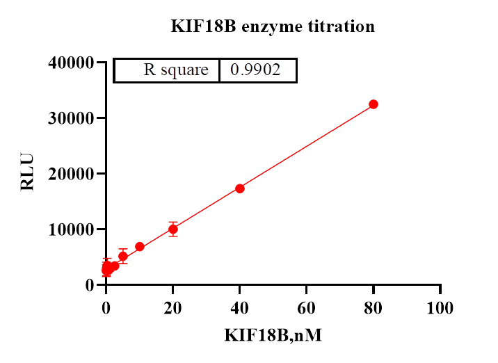 KIF18B Protein