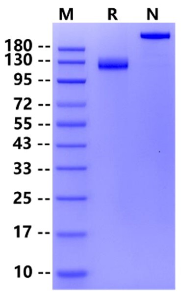 Biotinylated Siglec-2 Fc&Avi Tag Protein, Human
