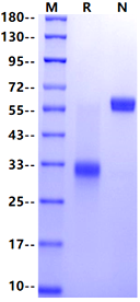 IgG1 Fc (NNAS) Protein, Human