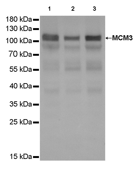 MCM3 Recombinant Rabbit mAb (SDT-048-10)