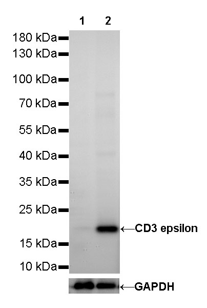 CD3 epsilon Recombinant Rabbit mAb (SDT-241-49)