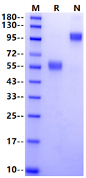 4-1BB/CD137 Fc Chimera Protein, Human