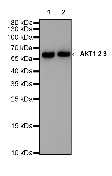 Akt (pan) Recombinant Rabbit mAb (SDT-R169)