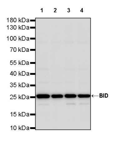 BID Recombinant Rabbit mAb (S-R300)