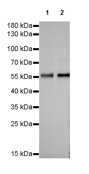 S-RMab® PTEN Recombinant Rabbit mAb (SDT-R069)