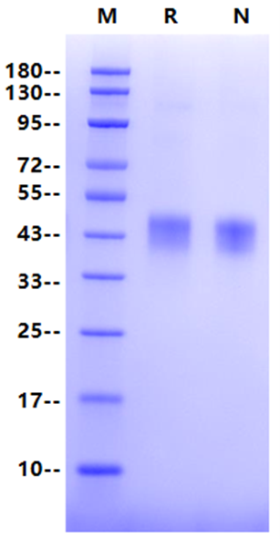 TROP2 His Tag Protein, Mouse