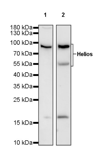 Helios Recombinant Rabbit mAb (S-1299-31)
