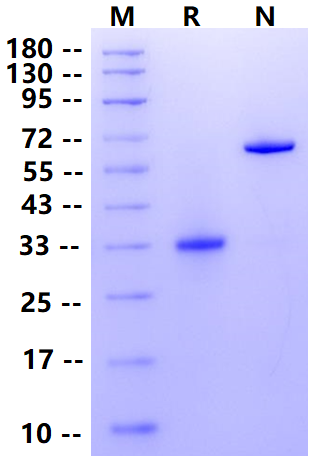 Biotinylated IgG1 Fc&Avi Tag Protein, Human