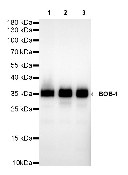 S-RMab® BOB-1 Recombinant Rabbit mAb (SDT-R115)