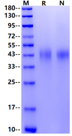 IL-18BP His Tag Protein, Human