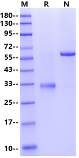 IgG1 Fc Flag Tag Protein, Human