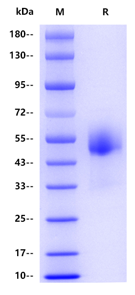 Human CSF1R, His tag