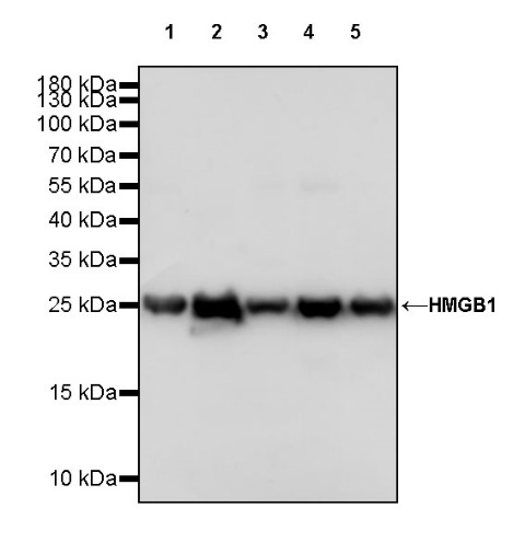 HMGB1 Rabbit polyclonal antibody