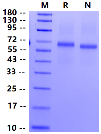 Biotinylated LILRB2/CD85d/ILT4 His&Avi Tag Protein, Cynomolgus