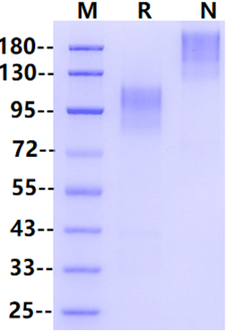 CD30/TNFRSF8 Fc Chimera Protein, Human