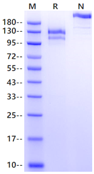 LDLR Fc Chimera Protein, Human