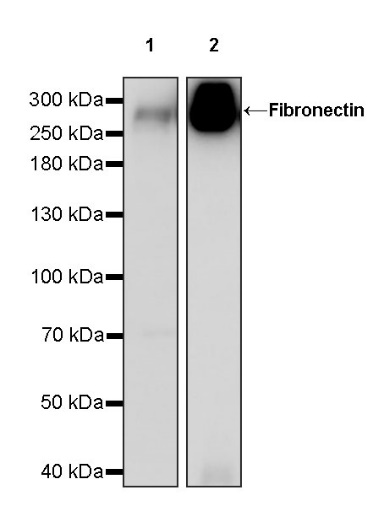 Fibronectin Recombinant Rabbit mAb (S-1475-79)