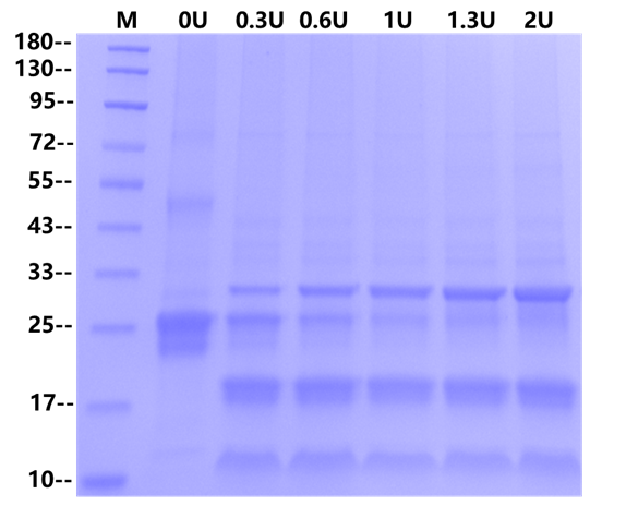 Recombinant Tobacco Etch Virus Protease (rTEV)