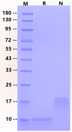 SDF-1β/CXCL12 Protein, Human