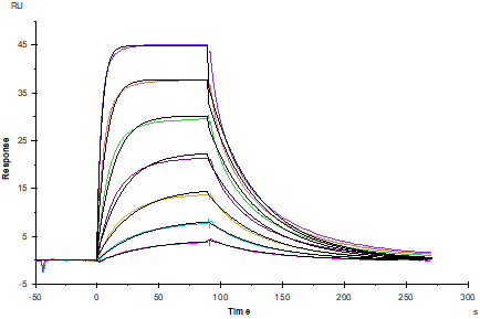 CD200R Fc Chimera Protein, Human