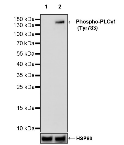 Phospho-PLCγ1 (Tyr783) Recombinant Rabbit mAb (S-1184-12)