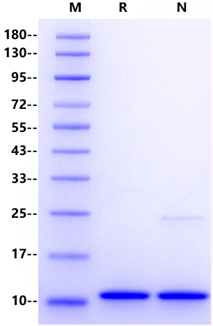 S100A8 Protein, Human