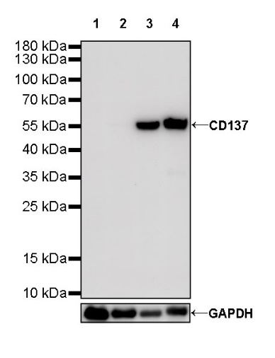 CD137 Recombinant Rabbit mAb (S-547-17)