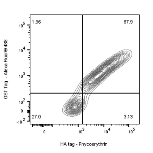 HA tag Recombinant Rabbit mAb (PE Conjugate) (S-113-76)
