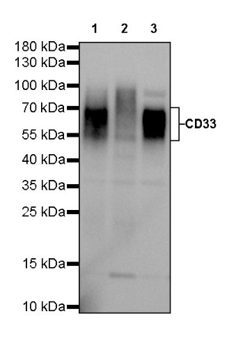 CD33 Recombinant Rabbit mAb (SDT-269-171)