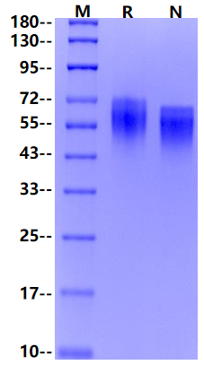 CD97/AGRE5 His Tag Protein, Human