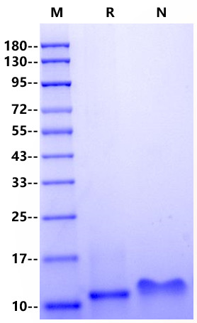PF-4/CXCL4 Protein, Human