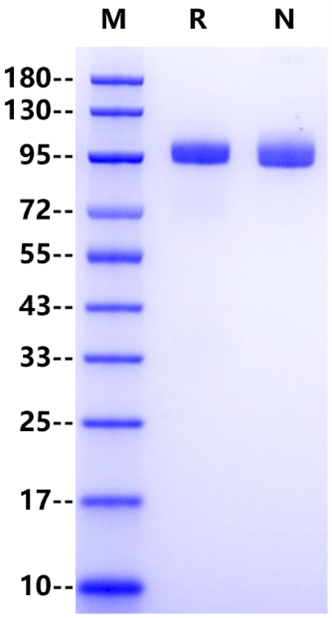 TIE2 His Tag Protein, Mouse