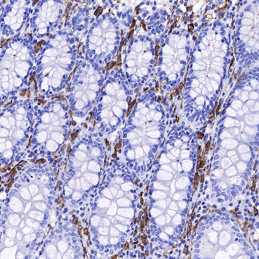 CD14 Mouse mAb (SDT-631-7)