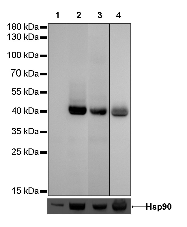 CD38 Recombinant Rabbit mAb(SDT-031-45)
