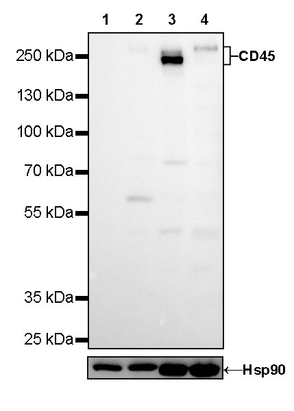 CD45 Mouse mAb (429-1)